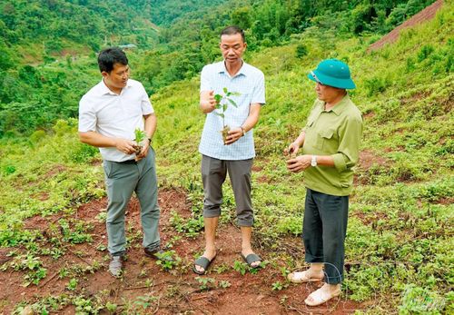Lãnh đạo UBND xã Quảng Lâm kiểm tra cây giống trước khi trồng.