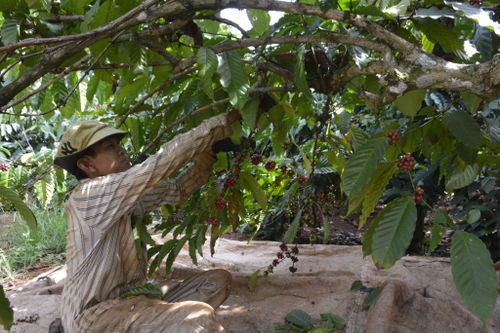 Cập nhật dữ liệu địa chính cụ thể, chính xác, đồng bộ đến từng lô, thửa là tiền đề quan trọng để đáp ứng EUDR
