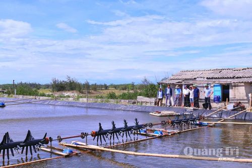Mô hình nuôi cá kình lót bạt tại thôn Vĩnh Hòa, xã Nam Cửa Việt - Ảnh: H.T