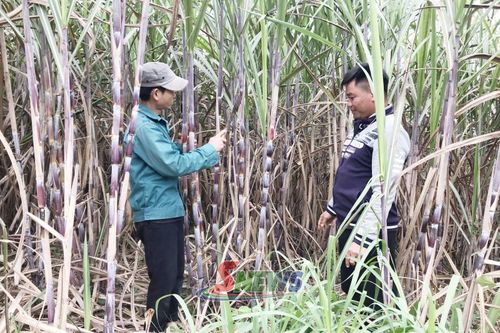 Nhân viên Công ty cổ phần Mía đường Sơn La hướng dẫn nhân dân chăm sóc mía.
