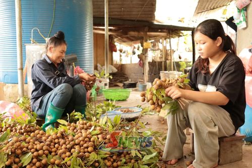 Nông dân bản Giàn, xã Mường Bú phân loại nhãn sau thu hoạch.