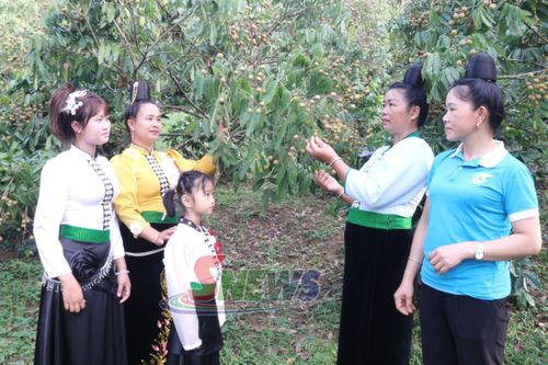 Mô hình trồng cây ăn quả của hội viên phụ nữ xã Chiềng Mai.