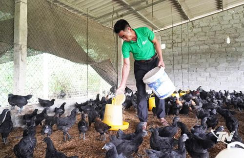 Hợp tác xã Gà đồi hữu cơ Tân Phú, xã Tân Khánh, phát triển mô hình nuôi gà H'Mông theo hướng an toàn, nâng cao hiệu quả kinh tế.