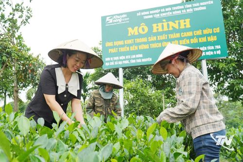 Chuyển sang sản xuất chè hữu cơ là giải pháp nâng cao giá trị gia tăng, thích ứng với xu hướng quỹ đất nông nghiệp ngày càng thu hẹp.
