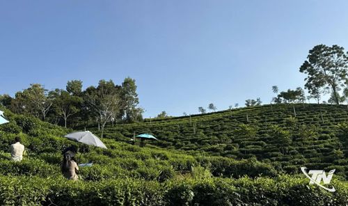 Chè Khe Cốc chủ yếu là giống chè trung du, nằm xen dưới tán cây.