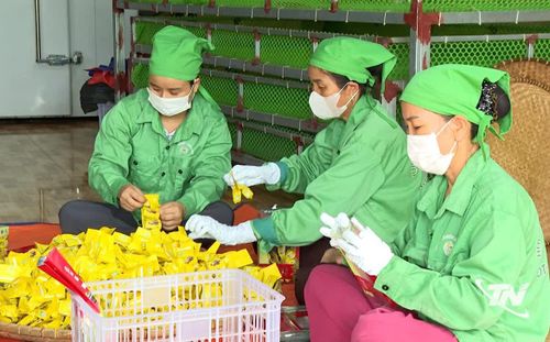 Ứng dụng công nghệ giúp chè xã Vô Tranh đạt các tiêu chuẩn OCOP 3 sao, 4 sao.