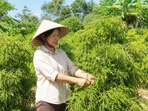 Thời điểm thu hái lá đinh lăng tốt nhất trong ngày là từ 9-11 giờ. Ảnh AI