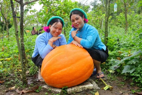 Vườn bí luôn tập người đến thăm.