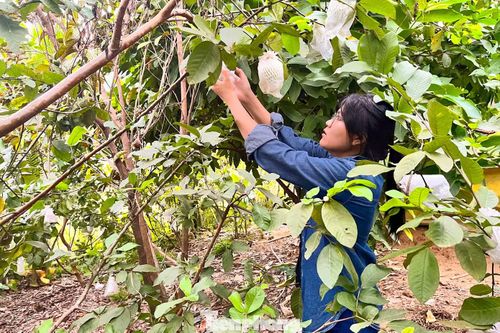 Chị Đinh Thị Thu Thanh được trao tặng "Vườn cây thanh niên" từ năm 2023. Ảnh: Giang Thanh