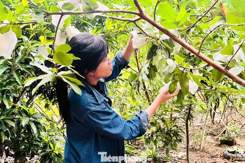 Đến nay, vườn ổi có thể thu hoạch mỗi năm vài vụ, mỗi vụ sản lượng từ 25 - 30 kg.