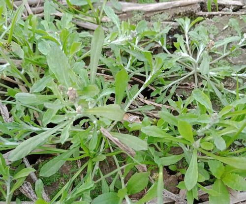 Rau khúc là vị thuốc giúp giảm ho, long đờm hiệu quả.