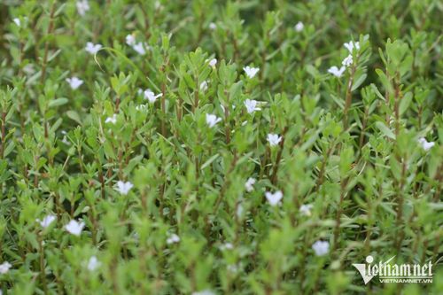Rau đắng biển là loại rau mọc dại bổ não, giúp cải thiện trí nhớ.