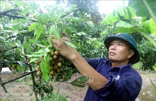 Người dân xã Tân Hưng, tỉnh Hưng Yên thu hoạch nhãn.