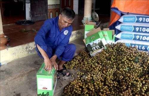 Thành viên Hợp tác xã cây ăn quả đặc sản Quyết Thắng, xã Tân Hưng, tỉnh Hưng Yên đóng hộp nhãn để cung ứng cho thị trường.
