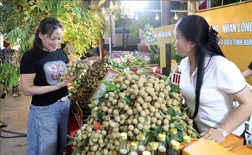 Tỉnh Hưng Yên hiện có trên 5.800 ha diện tích trồng nhãn với trình độ canh tác, chăm sóc cao, chất lượng quả cao. Ảnh: Thu Hoài/TTXVN