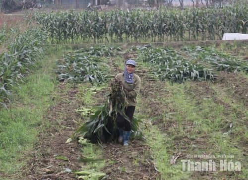 Người dân xã Cẩm Vân thu hoạch ngô sinh khối.