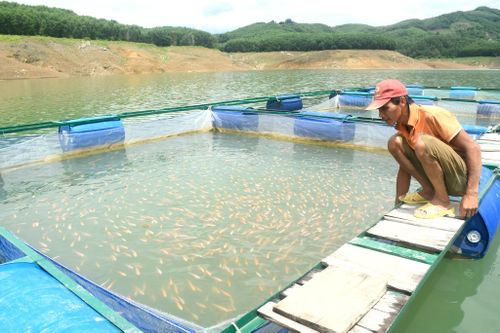 Ông Phạm Hữu Quốc bên lồng bè nuôi cá điêu hồng. Ảnh: QUANG VIỆT