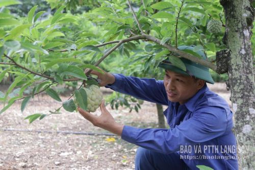 Người dân xã Chi Lăng thu hoạch na