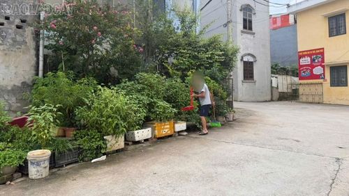Mấy thùng rau đay trồng ngay cổng trường, có lẽ mỗi lứa chỉ đủ nấu một bát canh.