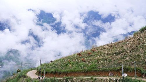 Bãi chăn thả gia súc của người dân xã Tà Xi Láng, nơi đàn trâu, bò được phát triển theo hướng hàng hóa, phát huy lợi thế đồng cỏ và điều kiện tự nhiên của vùng cao.