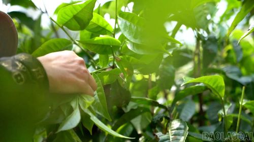 Người dân xã Phình Hồ thu hái chè Shan tuyết bằng phương pháp thủ công để giữ gìn chất lượng nguyên liệu và tạo nên hương vị đặc trưng của sản phẩm trà vùng cao.