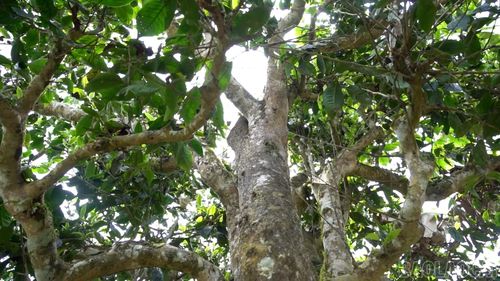 Những gốc chè Shan tuyết cổ thụ hàng trăm năm tuổi ở xã Phình Hồ là nguồn nguyên liệu quý, tạo nên những sản phẩm trà sạch mang hương vị đặc trưng, từng bước khẳng định thương hiệu trên thị trường trong và ngoài nước.