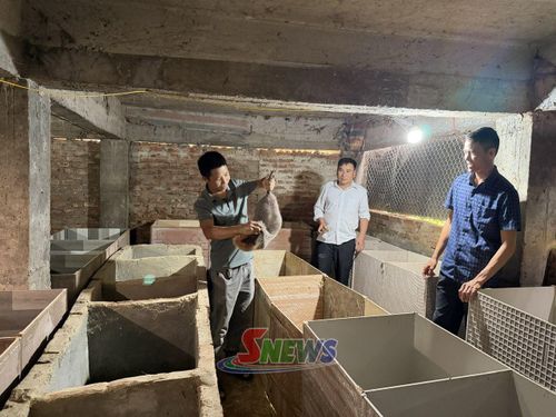 Mô hình nuôi dúi má đào tại Chi hội Nông dân nghề nghiệp bản Mé, xã Mường Chanh.