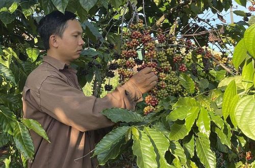 Các HTX cà phê tại Lâm Đồng chú trọng nâng chất lượng vùng nguyên liệu, tạo nền tảng bảo hộ sở hữu trí tuệ cho sản phẩm.