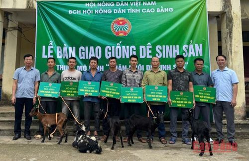 Hội nông dân tỉnh bàn giao dê giống sinh sản cho hộ nông dân xã Sơn Lộ.