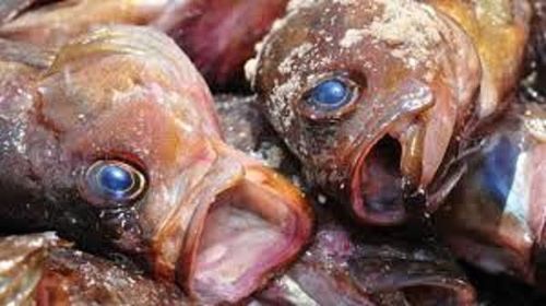 Không mua cá có mắt đục, tối màu. Ảnh minh họa.