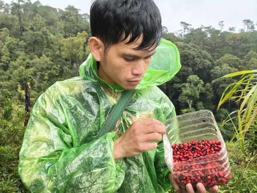  Hạt sâm vừa thu hoạch sẽ là nguồn giống quý để bà con tự ươm thành cây. Ảnh: HỮU PHÚC 