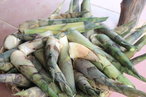  Măng rừng trên vùng núi La Dạ. Ảnh: TIẾN THẮNG 