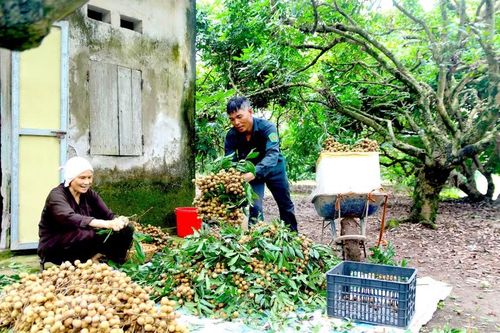 Đến Hưng Yên vào mùa nhãn chín mới cảm nhận được hết được sự gắn bó giữa cây nhãn với đời sống người dân nơi đây.