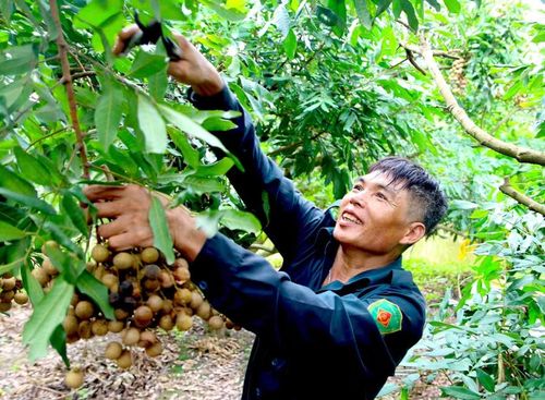 Trong mỗi nhà vườn, những cây nhãn cao từ 3 - 5m, vỏ xù xì màu nâu thẫm, từng chùm nhãn nặng trĩu cành, quả màu nâu nhạt, tròn trịa. Cành nào cành nấy sa xuống đất, được người trồng chăm sóc, che chắn, nâng niu như gửi cả tâm tình vào nó.