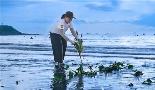 Nhặt rác, bèo trên biển trở thành thói quen của người dân Đồ Sơn.