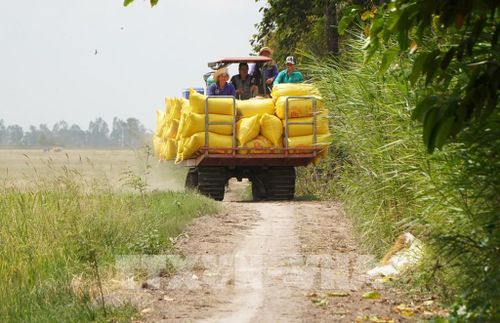 Vận chuyển lúa về điểm tập kết để thương lái thu mua. Ảnh: Nhựt An - TTXVN