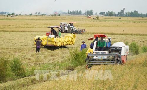 Thu hoạch lúa Hè thu trên cánh đồng thuộc phường Thường Lạc, tỉnh Đồng Tháp. Ảnh: Nhựt An - TTXVN