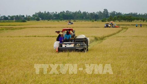 Thu hoạch vụ lúa Hè thu ở khu vực biên giới tỉnh Đồng Tháp. Ảnh: Nhựt An - TTXVN