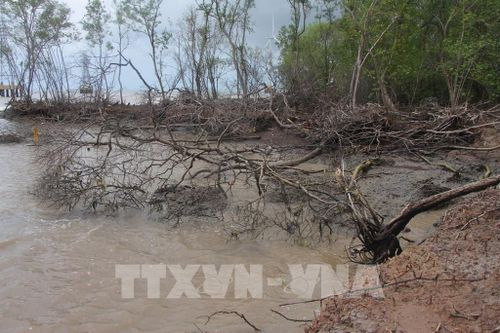 Rừng phòng hộ ven biển Đông ở xã Tân Thuận (tỉnh Cà Mau) bị thiệt hại nặng do sóng biển và sạt lở. Ảnh: Chanh Đa - TTXVN