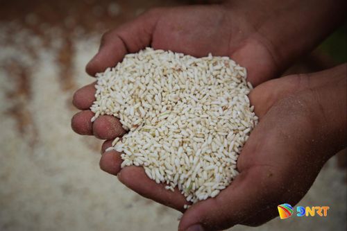 Những hạt gạo trắng ngần được cộng đồng Cơ Tu thu hoạch sau phần thi giã gạo. Ảnh: ALĂNG NGƯỚC