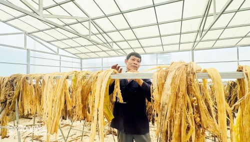 Sợi chuối phơi khô làm sản phẩm thủ công mỹ nghệ xuất khẩu.