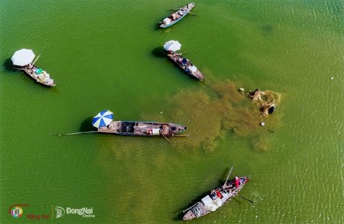 Những chiếc ghe nhỏ trở thành phương tiện cơ động trên hồ. Sau mỗi mẻ đánh bắt, cá được gom ngay trên thuyền trước khi đưa về bến. Ảnh: Cao Tuấn