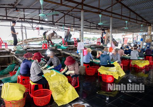 Toàn cảnh một xưởng sơ chế ngao tập trung quy mô lớn tại xã Kim Đông, nơi tạo việc làm và thu nhập ổn định cho hàng chục lao động địa phương. Ảnh: Viết Dư