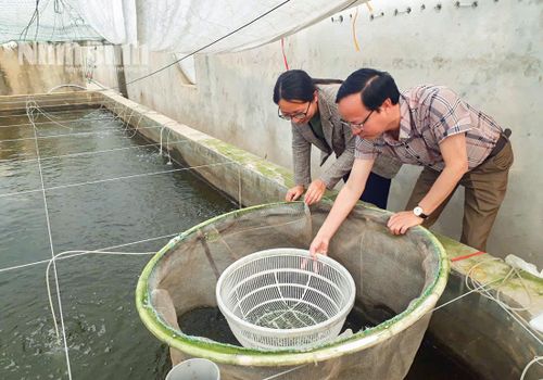 Cán bộ Chi cục Thủy sản - Kiểm ngư Ninh Bình hỗ trợ người dân kiểm tra chất lượng ngao giống. Ảnh: Viết Dư