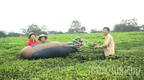 Chè là cây trồng chủ lực đang mang lại nguồn thu ổn định cho nhiều hộ dân trong xã.