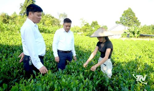 Ông Nguyễn Đình Tuấn, Chủ tịch UBND xã Định Hóa và cán bộ địa phương kiểm tra mô hình sản xuất chè trên địa bàn xã.