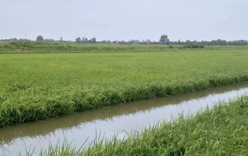 Vùng sản xuất lúa - tôm của HTX Ba Đình được chuẩn hóa, gắn truy xuất nguồn gốc, chuyển đổi số và phát triển tài sản trí tuệ.