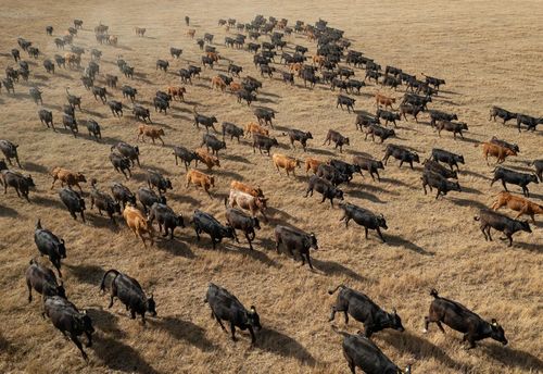 Một đàn gia súc di chuyển trên cánh đồng cỏ khô tại Ashford, Anh, ngày 4/8. Một khu vực rộng lớn ở miền Trung, Đông và Nam nước Anh đang hứng chịu tình trạng “hạn hán chớp nhoáng” do nhiệt độ cao kết hợp lượng mưa thấp, theo Cơ quan Môi trường Anh.