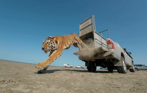 Umit, một con hổ Amur cái, nhảy ra khỏi xe bán tải khi được thả vào khu bảo tồn thiên nhiên Ile-Balkhash. Hổ đã vắng bóng ở Kazakhstan hơn 70 năm qua nhưng nhà chức trách hy vọng sẽ tái lập quần thể hoang dã này trong tương lai.
