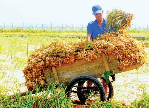 Tỏi Lý Sơn được kỳ vọng trở thành thương hiệu nông sản quốc gia, sánh ngang các đặc sản nổi tiếng của Nhật Bản hay Hàn Quốc